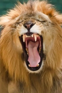 Panthera_leo_-zoo_-yawning-8a